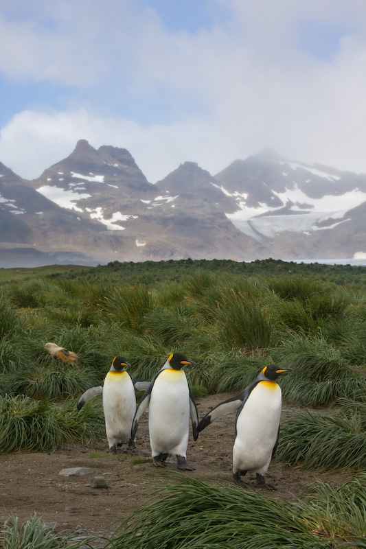 King Penguins In Tussock Grass